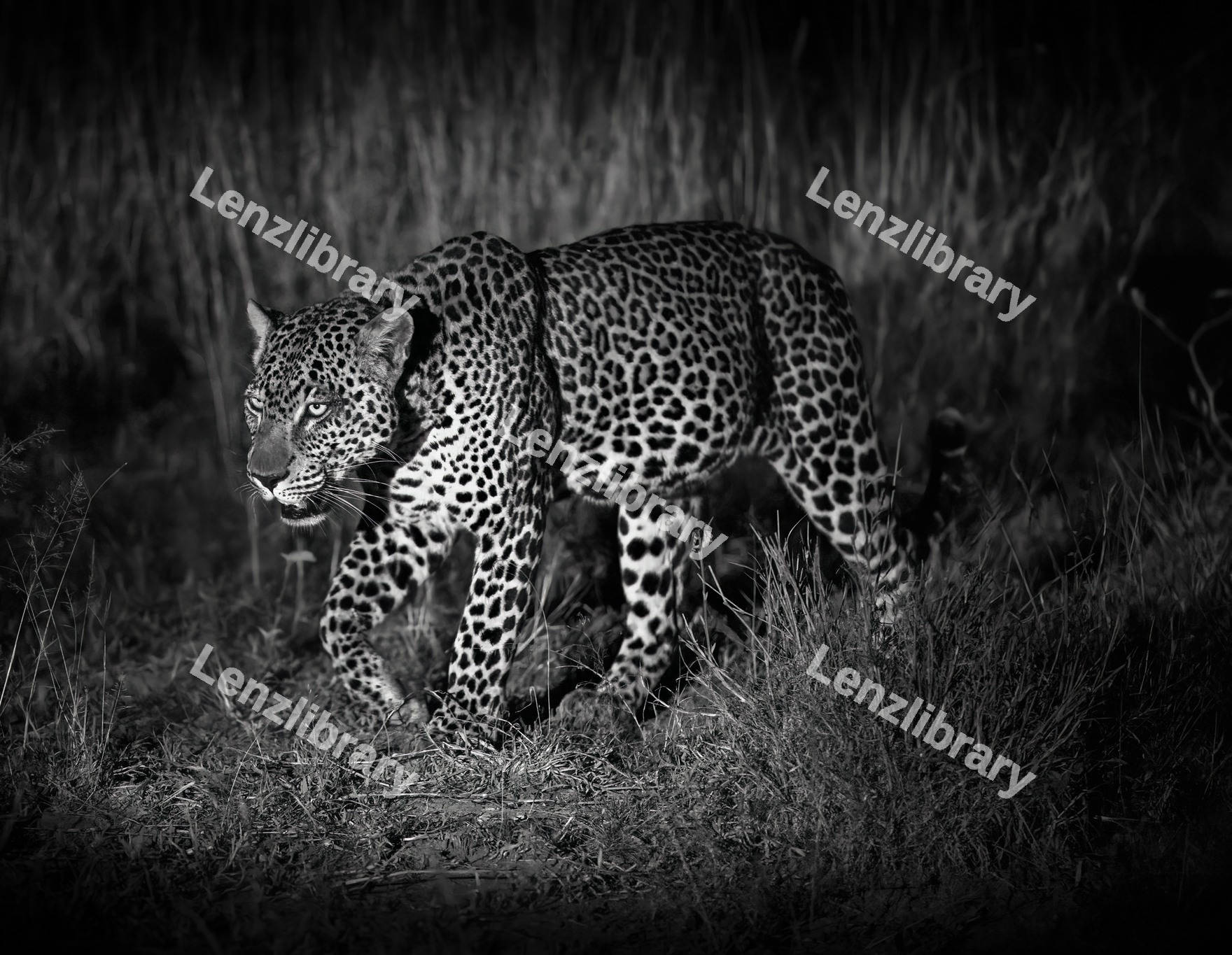 Sri Lankan leopard walking in the dark